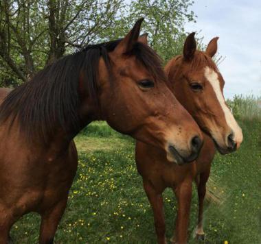 Chambres d'hôtes de charme à la ferme Freysz Quatzenheim Esterno foto